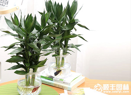 富贵竹怎么养?如何种植?