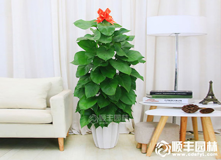 绿萝怎么养护?绿萝的养护方法